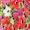 Multi Floral Frill Wrap Midi Skirt